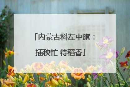 内蒙古科左中旗：插秧忙 待稻香